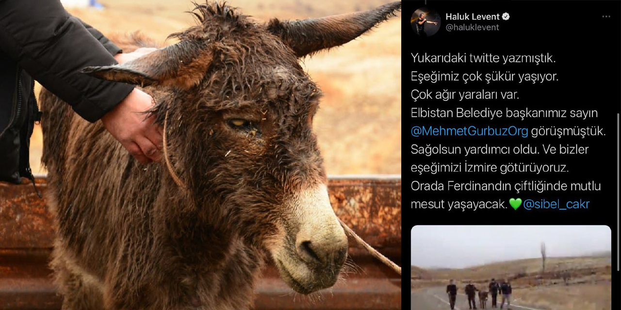 Kahramanmaraş’ta işkence gören eşeğe Ahbap Derneği sahip çıktı