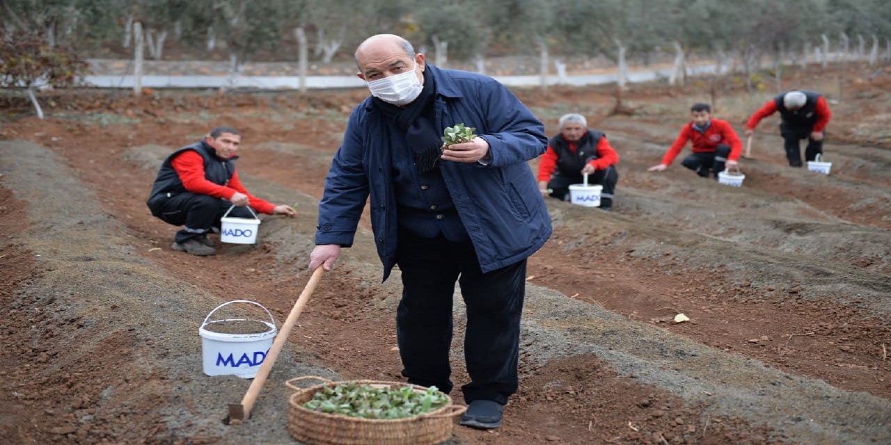 Kahramanmaraş'ın salebi dünyaya servis edilecek