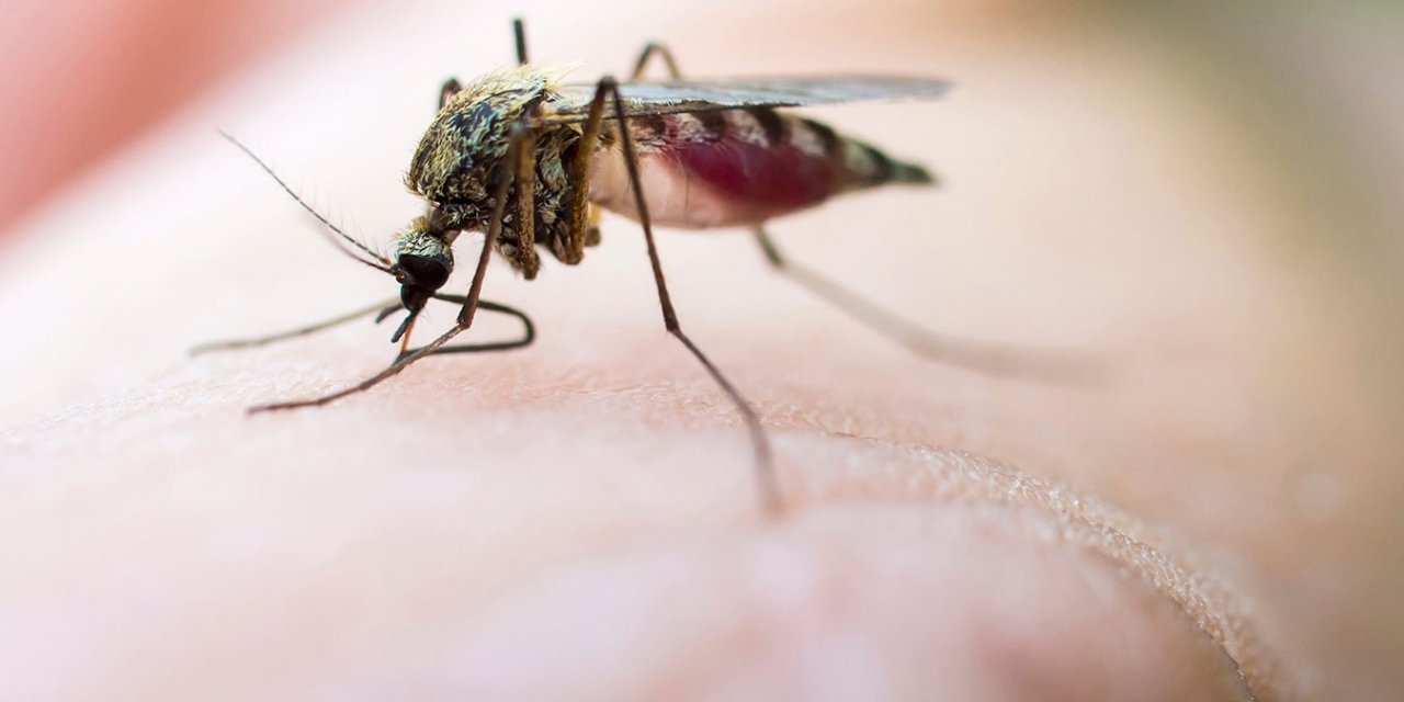 Kahramanmaraş'ta kışlık sivrisinek mücadelesi