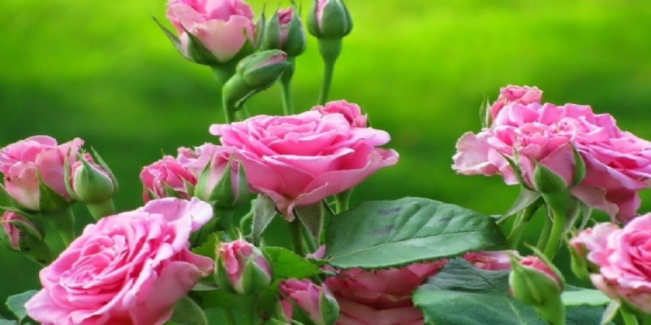 Kahramanmaraş'ta baba oğul arazilerini gül bahçesine çevirdi