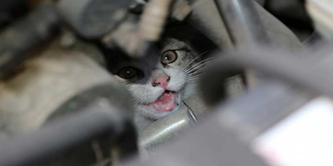 Kahramanmaraş'ta polis aracının motoruna giren kedi yavrusunu polisler kurtardı