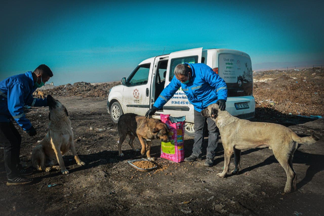 Elbistan'da sokak hayvanları unutulmadı