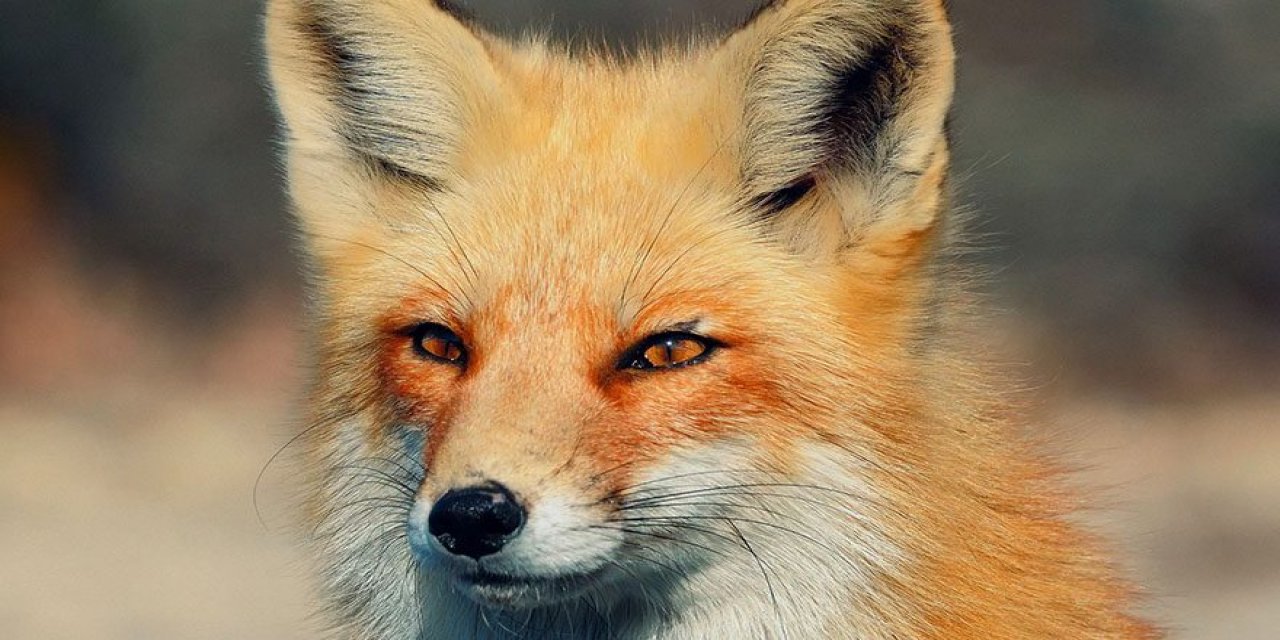 Kahramanmaraş'ta aç kalan tilki, mahalleye indi yiyecek aradı