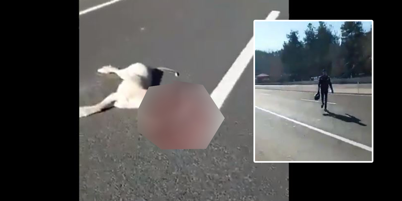 Kahramanmaraş’ta köpeğe çarptılar! ‘Kim çarptı’ sorusuna ise ‘ne fark eder’ dediler