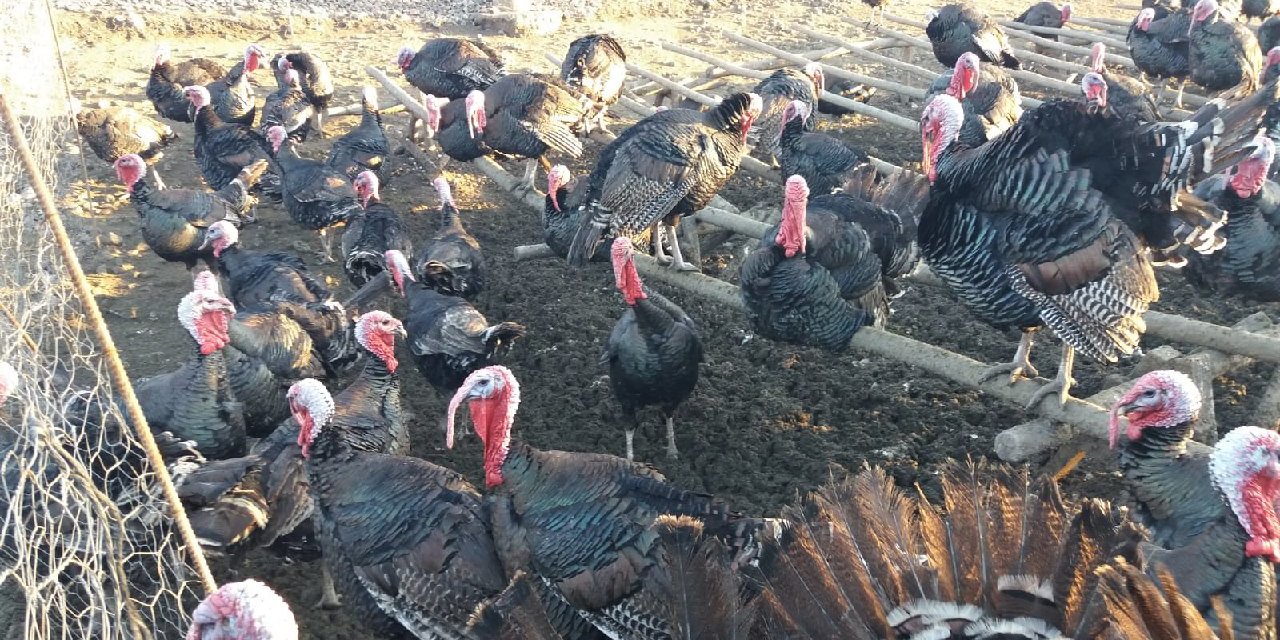 Kahramanmaraş’ta hindi fiyatları uçtu