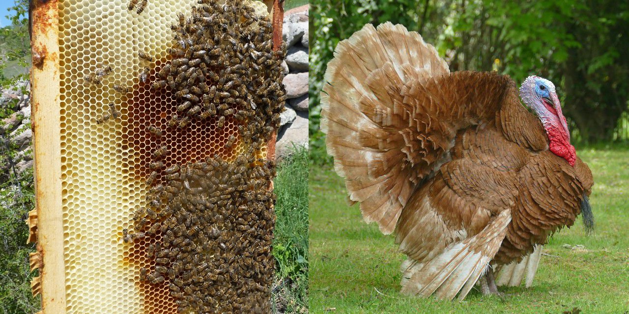 Kahramanmaraş’ta arıcılık ve hindi yetiştiriciliğine hibe desteği verilecek