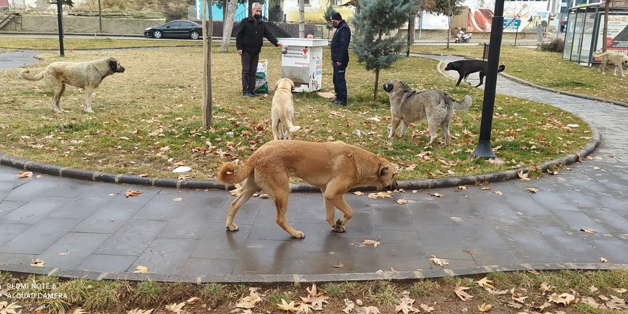 Afşin’de sokak hayvanları unutulmadı
