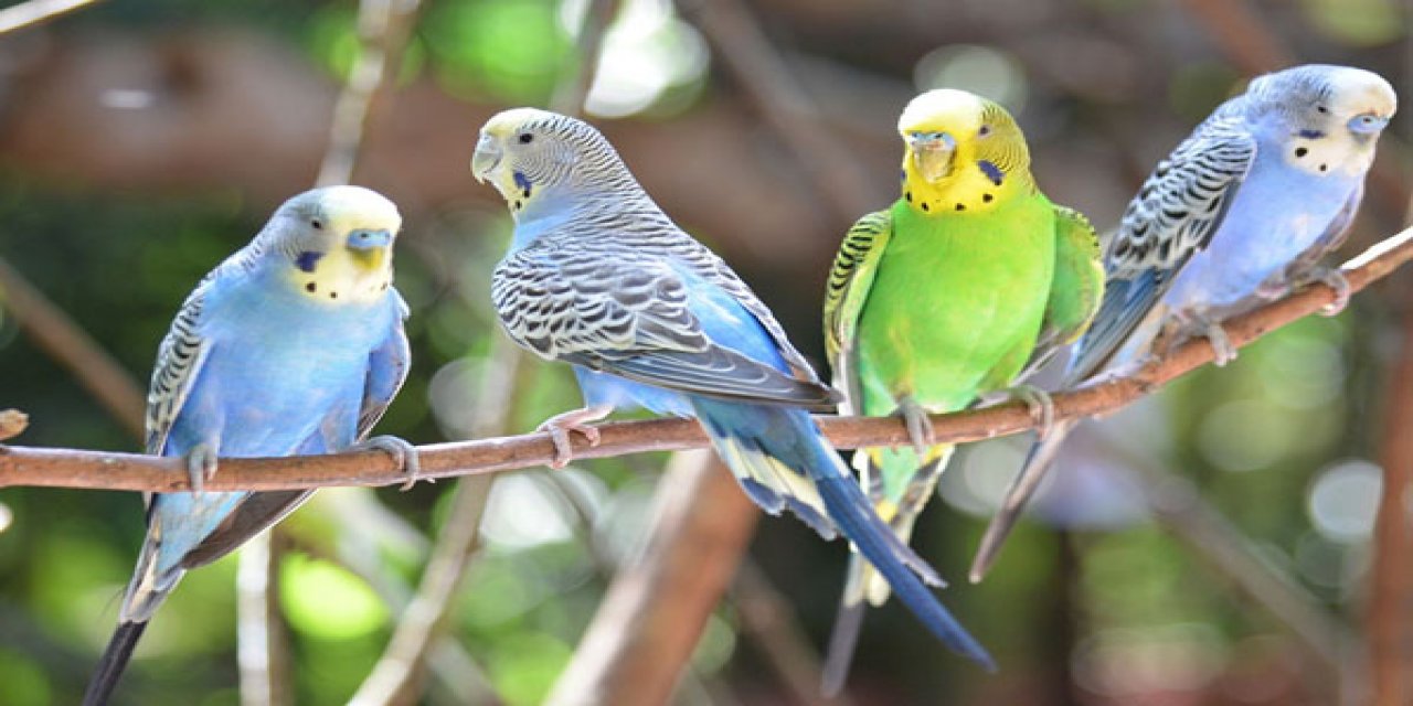 Evlerde beslenen kuşlar alerjik reaksiyona neden olabilir