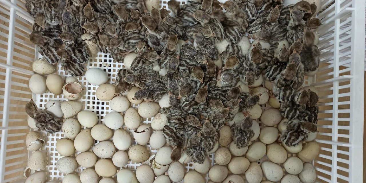 Kahramanmaraş'ta yılın ilk keklikleri kuluçkadan çıktı