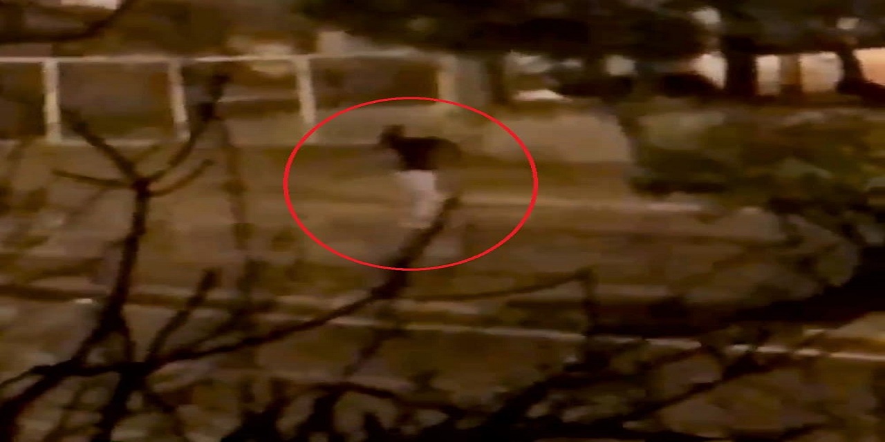 Kahramanmaraş'ta alkollü genç kız geceyi birbirine kattı