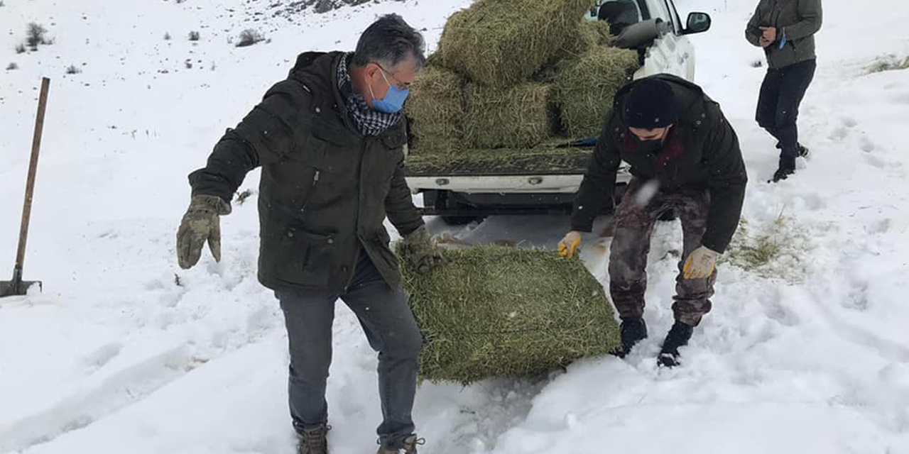 Kahramanmaraş’ta yaban keçileri için yonca bırakıldı