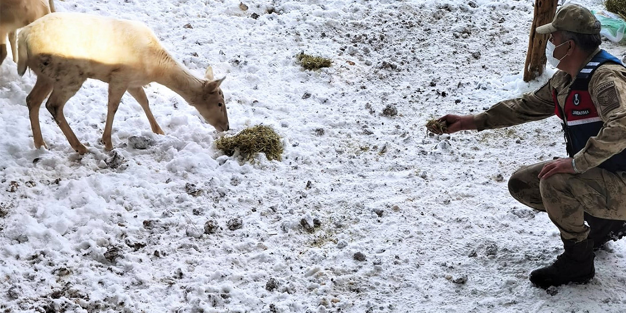 Kahramanmaraş'ta Jandarma geyikleri eliyle besledi