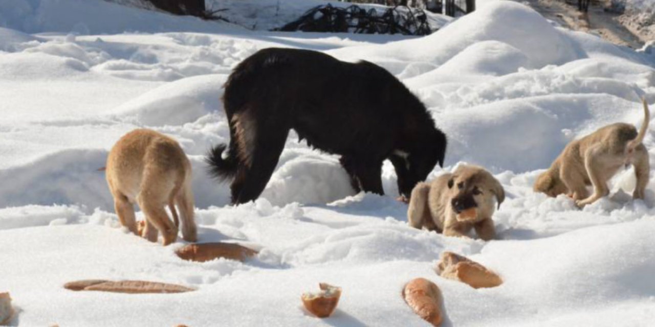 Afşin'de "Doğaya bir yem de sen bırak" kampanyasına destek