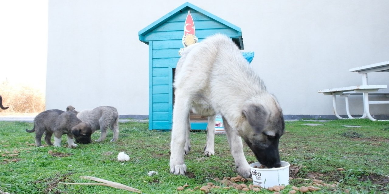 Başkan Mahçiçek: Can dostlarımız bize emanet
