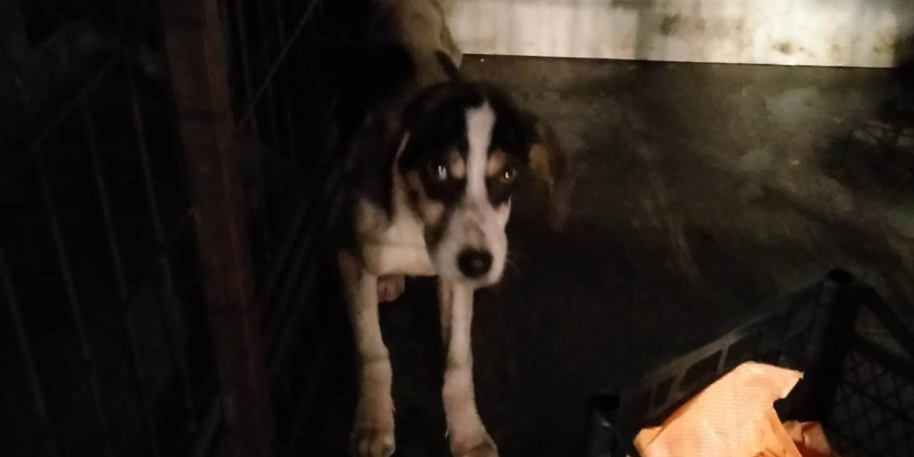 Kahramanmaraş’ta karda mahsur kalan köpek kurtarıldı