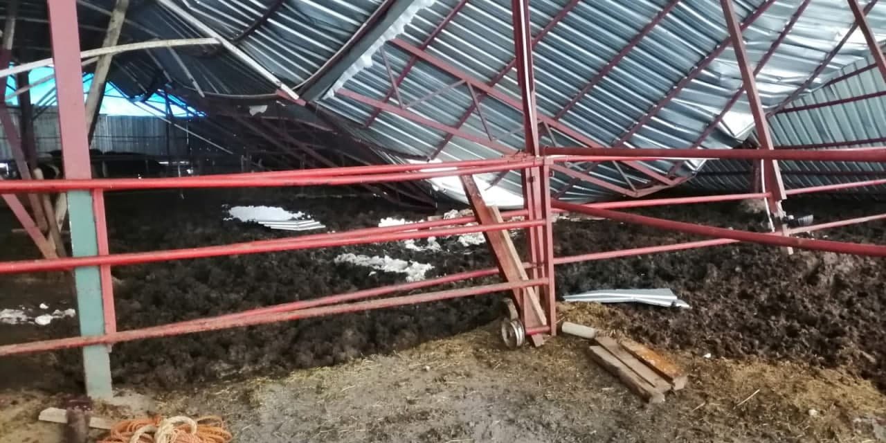 Kahramanmaraş'ta yoğun kar yağışı sonrası besi ahırlarının çatısı çöktü