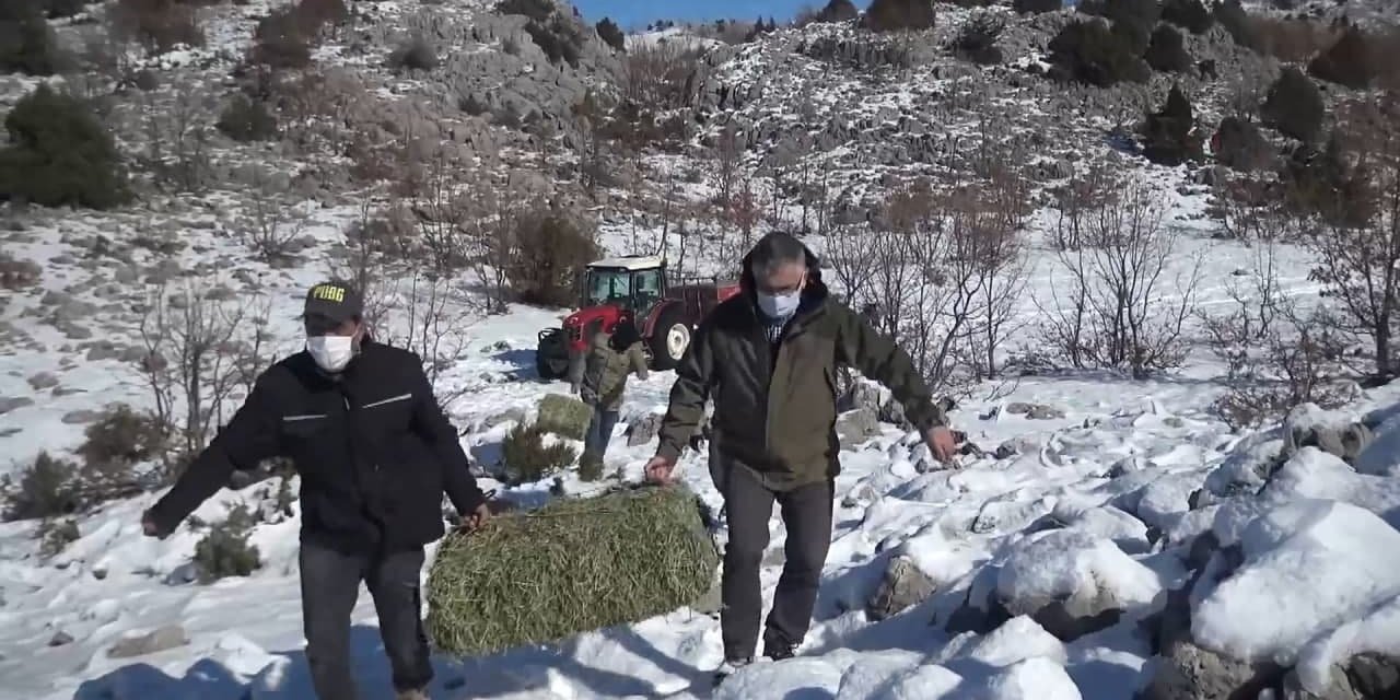 Kahramanmaraş’ta yaban keçileri için doğaya yem bırakıldı