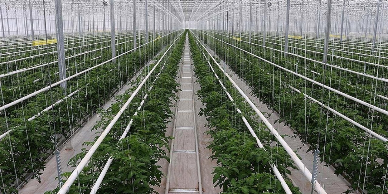 Sivas'ın ilk jeotermal serasında ürünler baş gösterdi