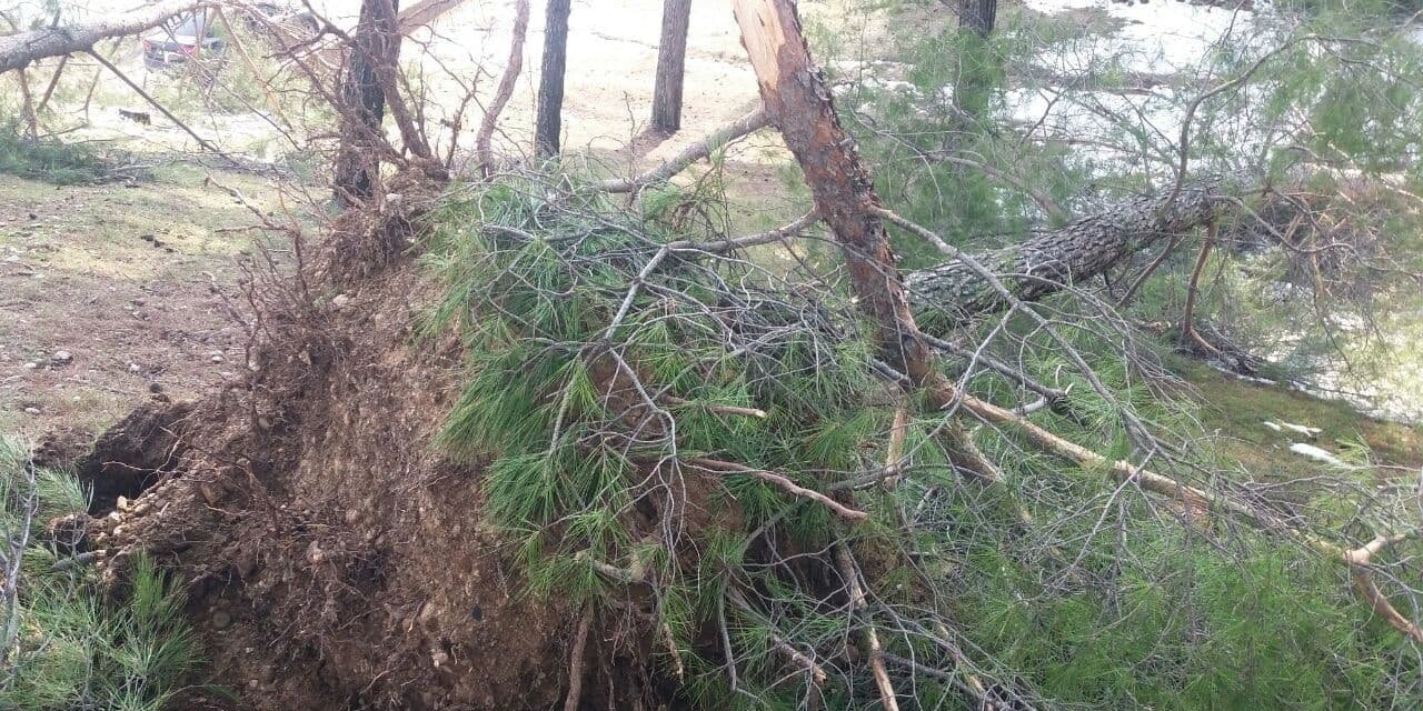 Kahramanmaraş'ta şiddetli rüzgâr ve beraberindeki kar çam ağaçlarını yerinden söktü