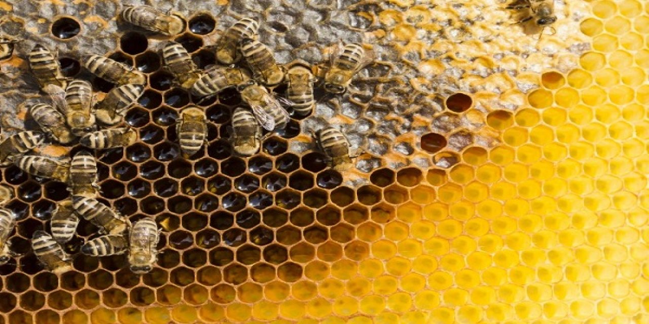 Kahramanmaraş'ta arıların verimliliği şeffaf kovanlarla izlenecek