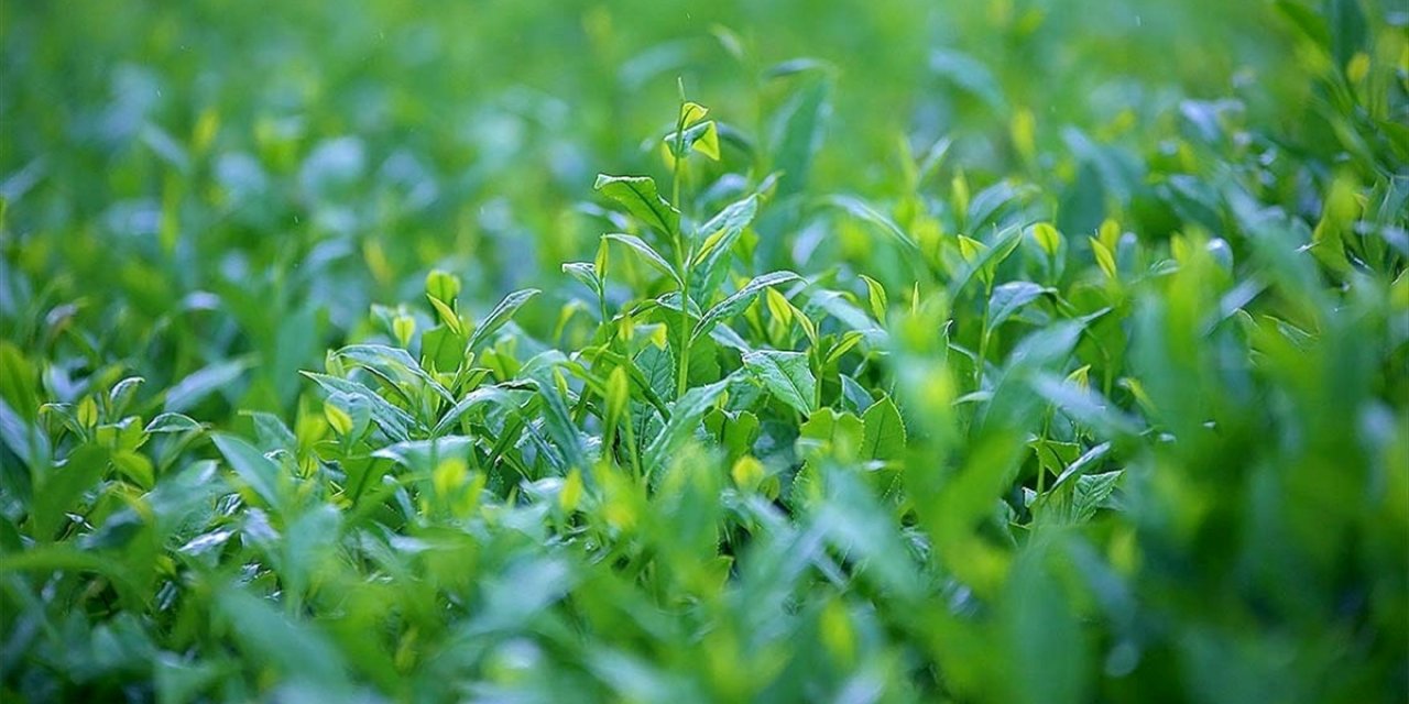 Türk çayı ihracatı 2021'in ilk ayında 1,6 milyon dolar kazandırdı