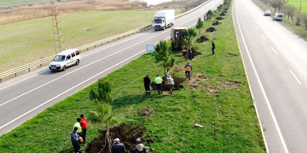 Türkoğlu Belediyesi 5000 adet fıstık çamı dikimi yapacak