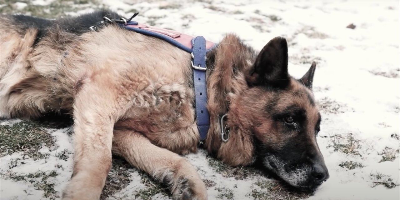 Jandarmadan en yaşlı görev köpeği 'Takla' için özel video