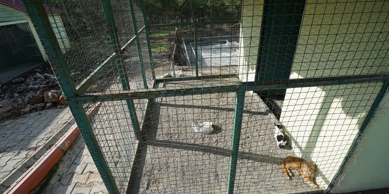 Kahramanmaraş’ta sokak hayvanları için bir proje daha