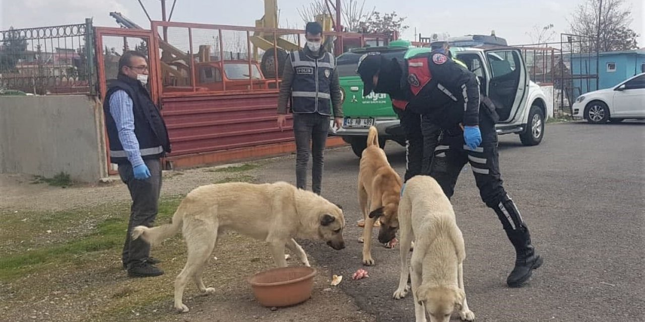 Kahramanmaraş’ta sokak hayvanlarına polis şefkati