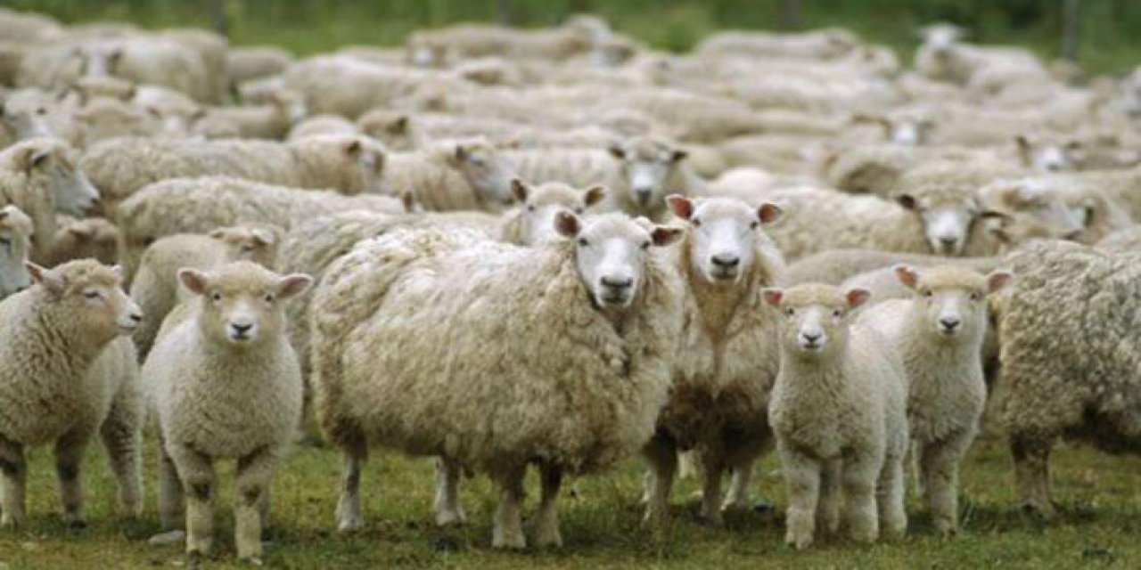 Kahramanmaraş’ta küçükbaş hayvan sayısı 1 milyon 300 bine ulaştı