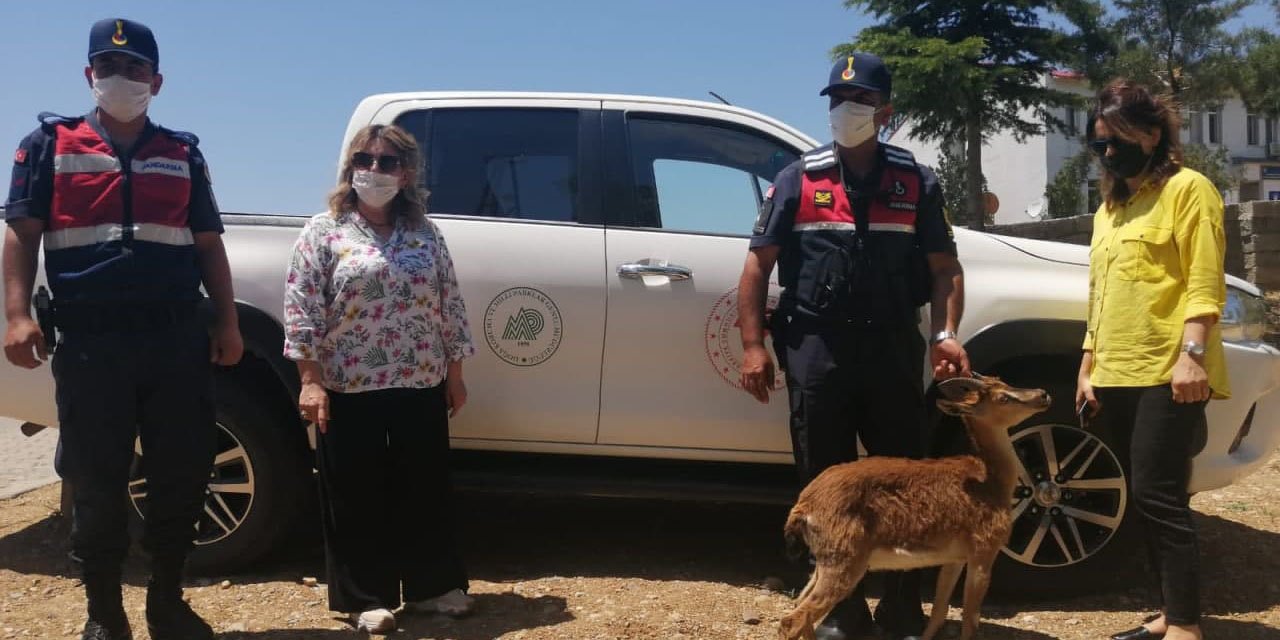 Kahramanmaraş'ta yardıma muhtaç yaban keçisini jandarma ekipleri kurtardı