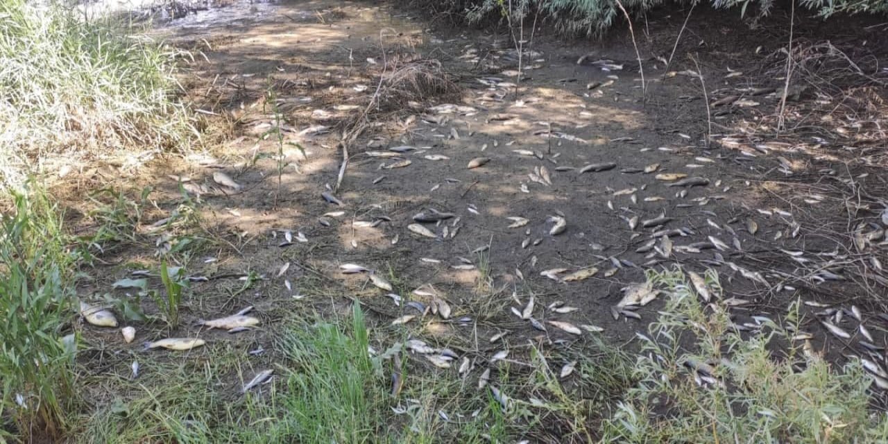 Elbistan’da yüzlerce balık telef oldu