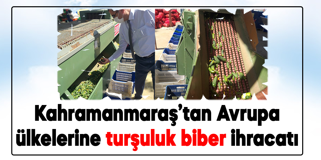 Kahramanmaraş’tan Avrupa ülkelerine turşuluk biber ihracatı