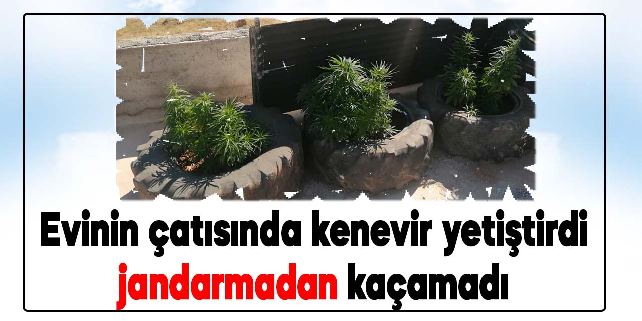 Kahramanmaraş'ta evinin çatısında kenevir yetiştiren vatandaş jandarmadan kaçamadı