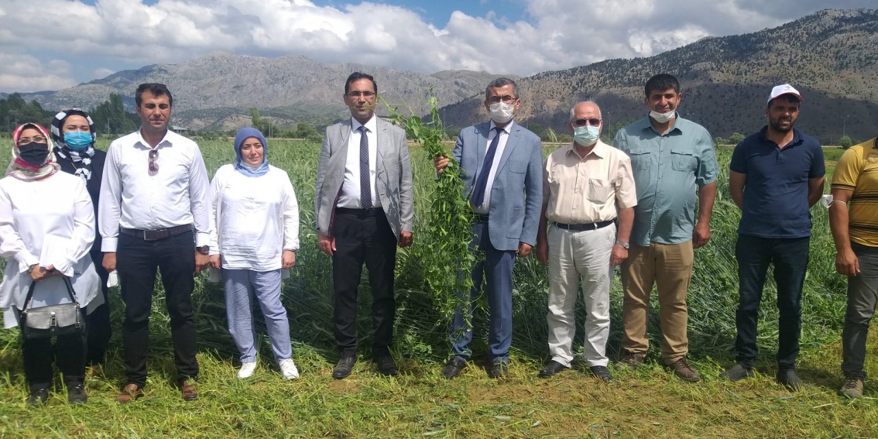Göksun'da Yem Bezelyesi Tarla Günü Düzenlendi