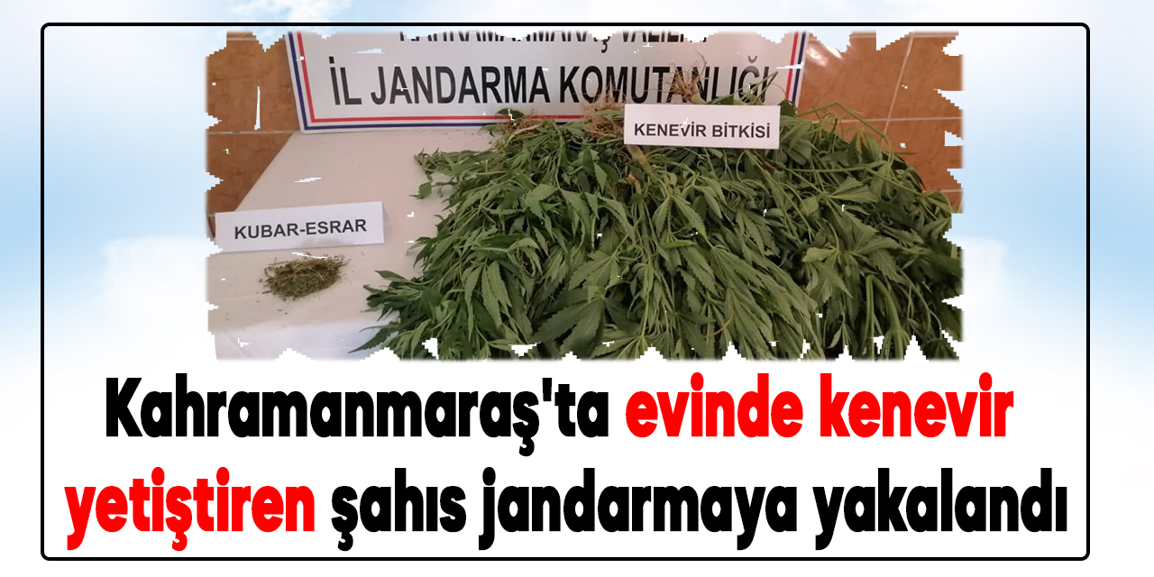 Kahramanmaraş'ta evinde kenevir yetiştiren şahıs jandarmaya yakalandı