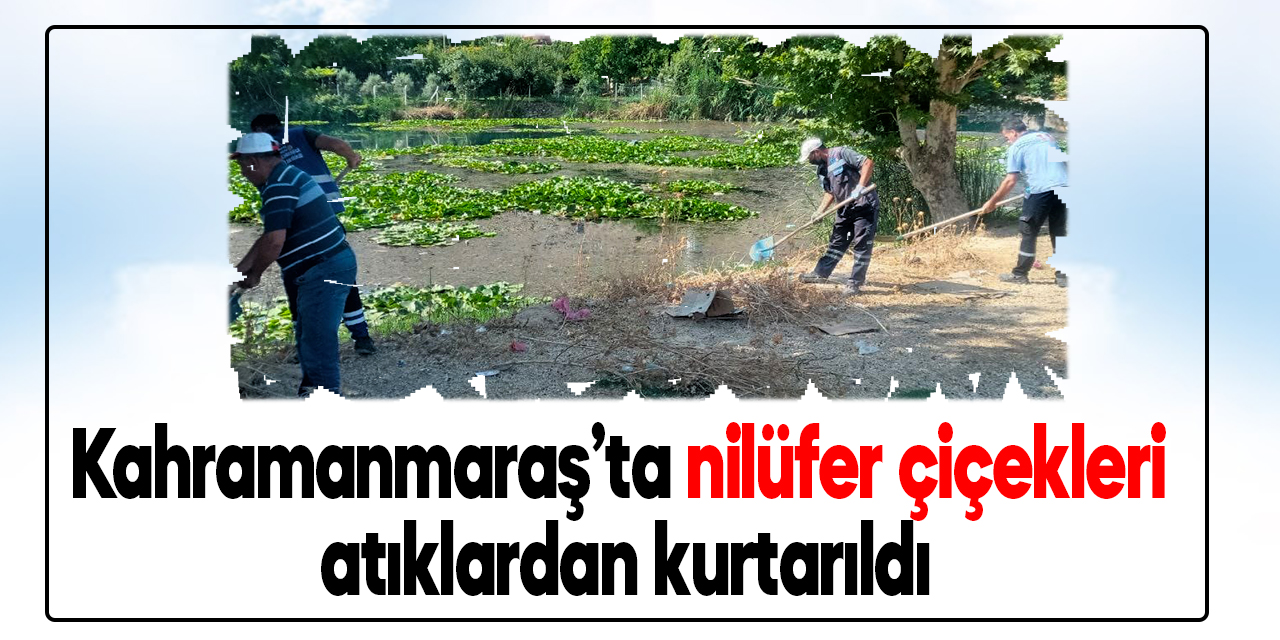 Kahramanmaraş’ta nilüfer çiçekleri atıklardan kurtarıldı