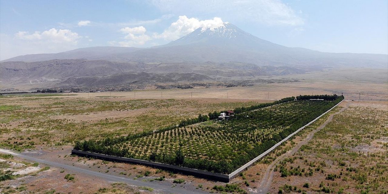 Ağrı Dağı eteklerindeki çorak araziyi vahaya dönüştürdü