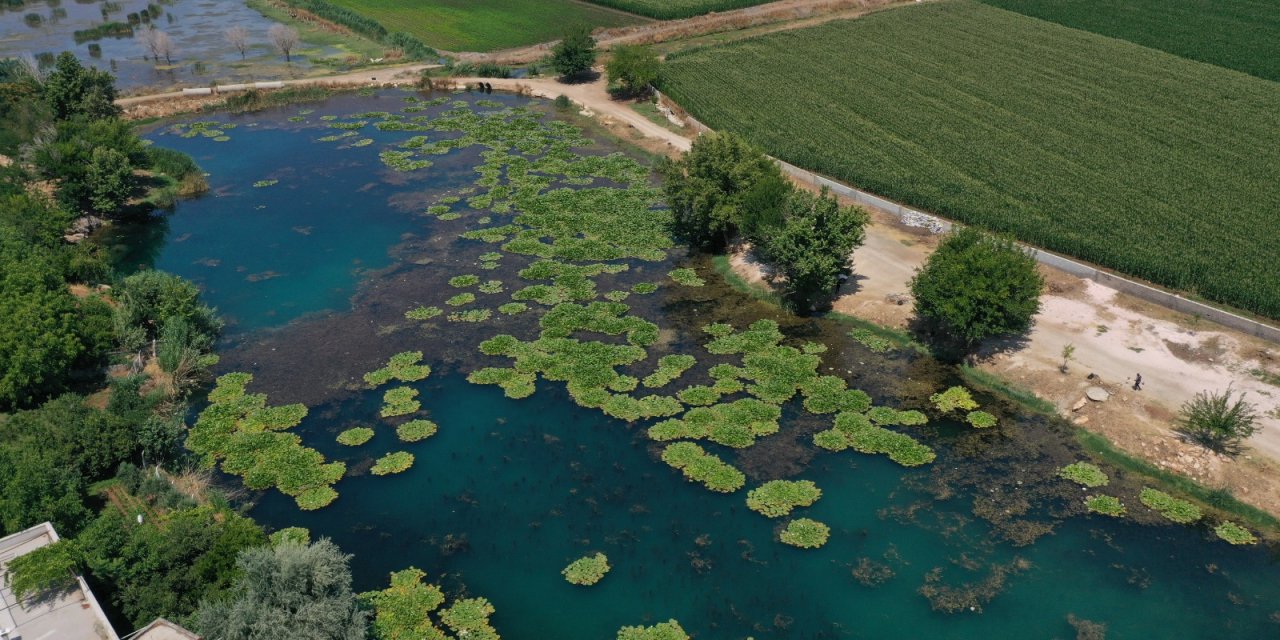 Pazarcık’taki nilüfer göletinde temizlik hız kazandı