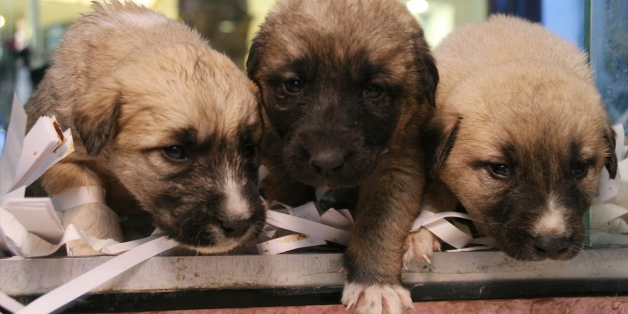 Hayvanların korunmasına ilişkin düzenleme yasalaştı