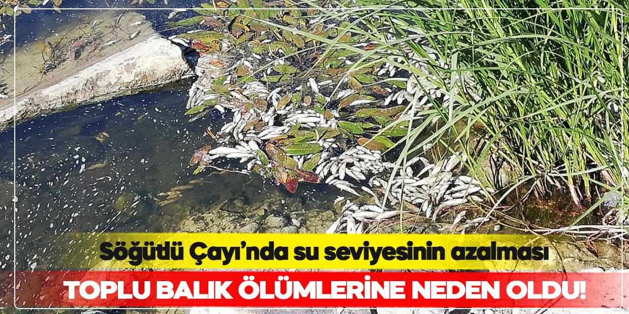 Söğütlü Çayı’nda su seviyesinin azalması toplu balık ölümlerine neden oluyor