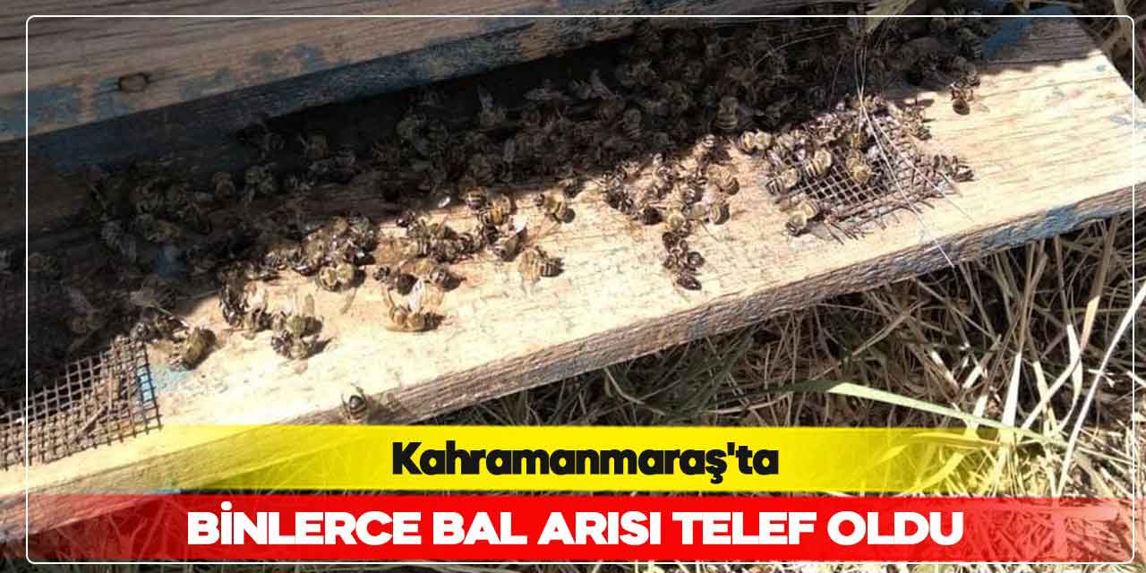 Kahramanmaraş’ta binlerce bal arısı telef oldu