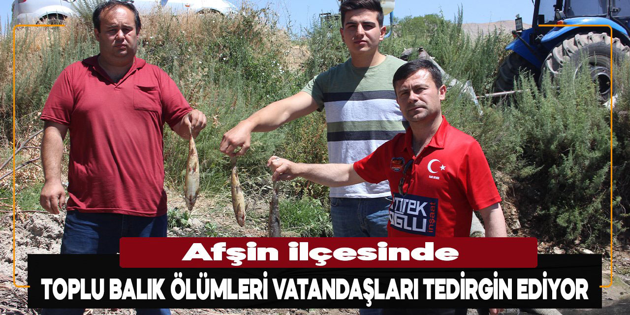 Afşin’deki toplu balık ölümleri vatandaşları tedirgin ediyor