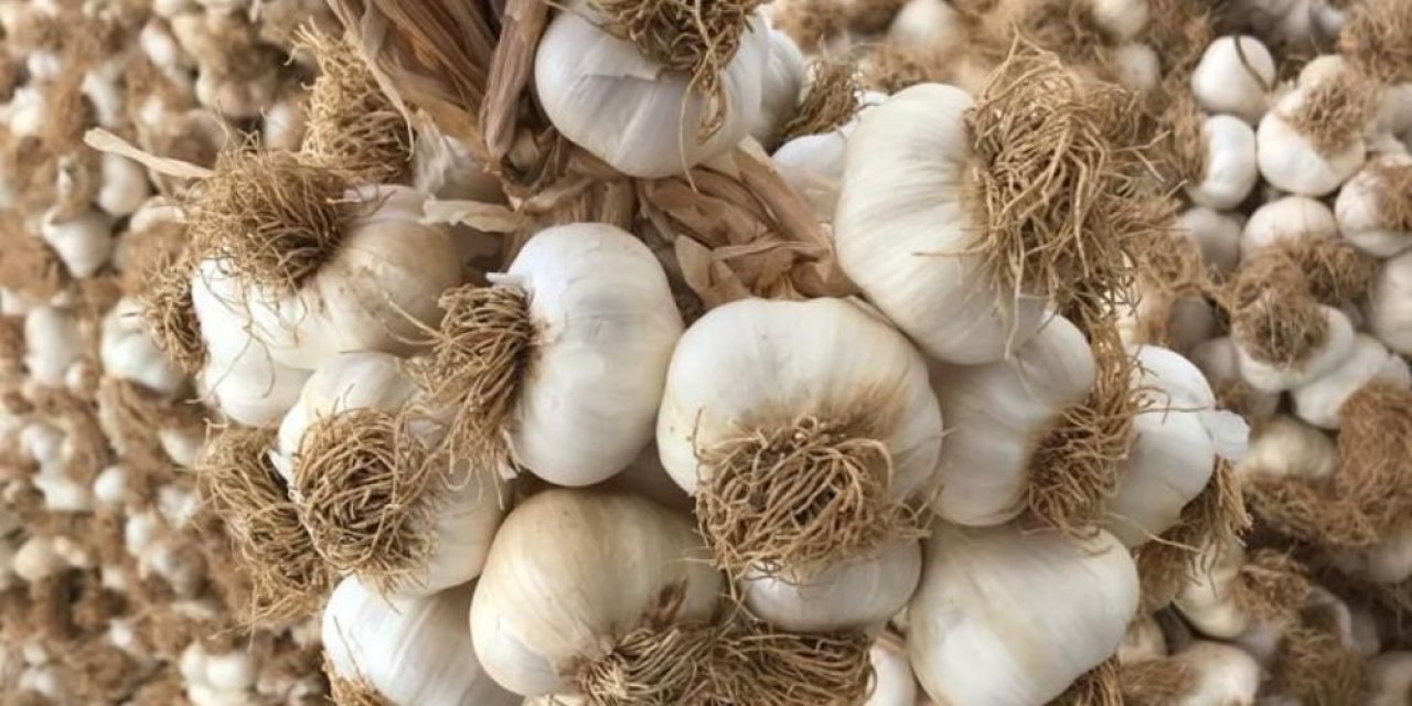 GÜBRETAŞ'ın model üretim alanları projesinde ilk hasat Taşköprü sarımsağında gerçekleştirildi