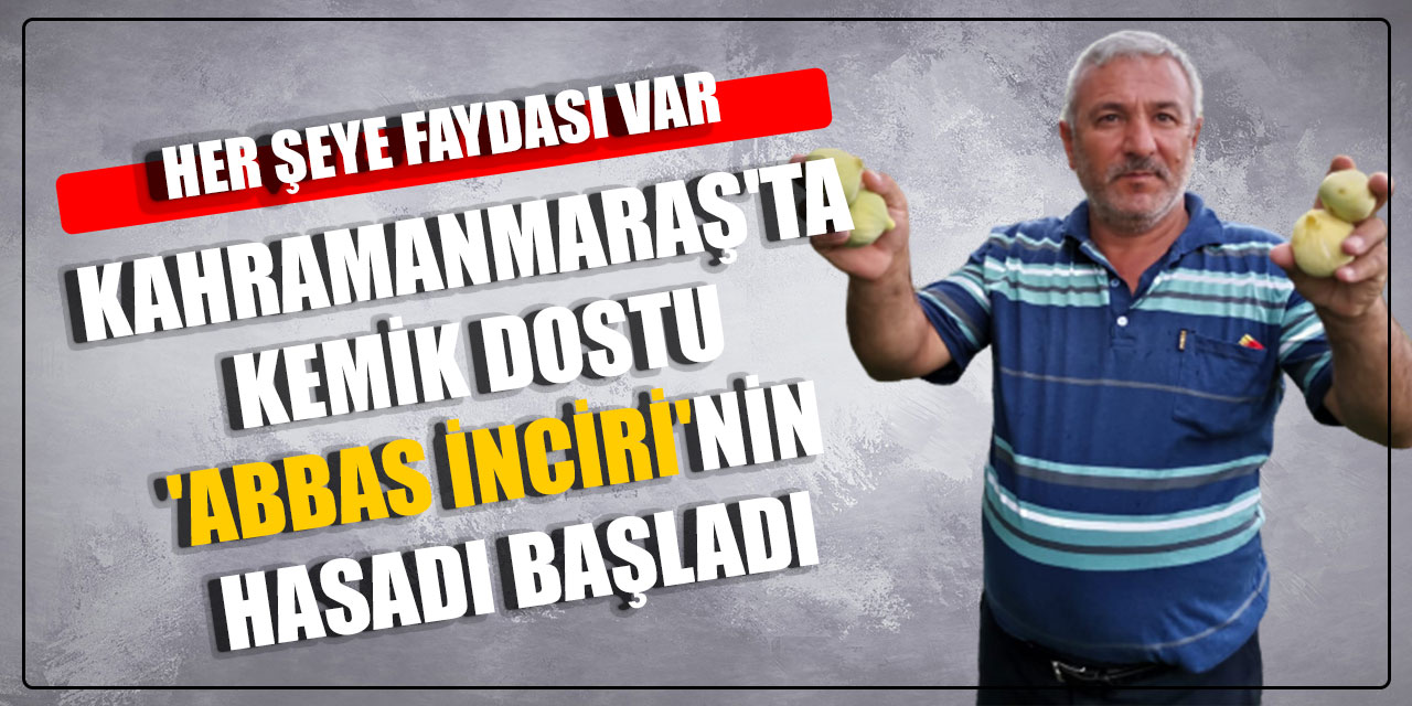 Kahramanmaraş'ta kemik dostu 'Abbas İnciri'nin hasadı başladı