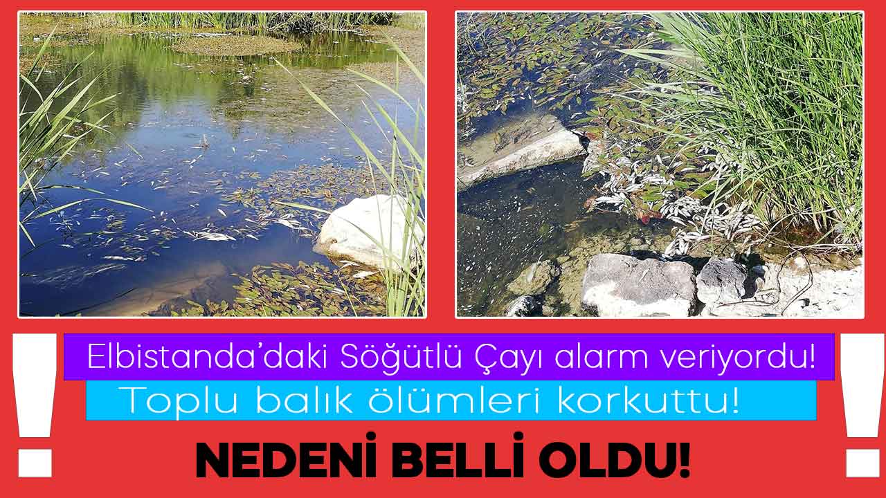 Elbistan’daki balık ölümleri herkesi korkutmuştu! Araştırmalar sonrasında ölümlerin nedeni belli oldu