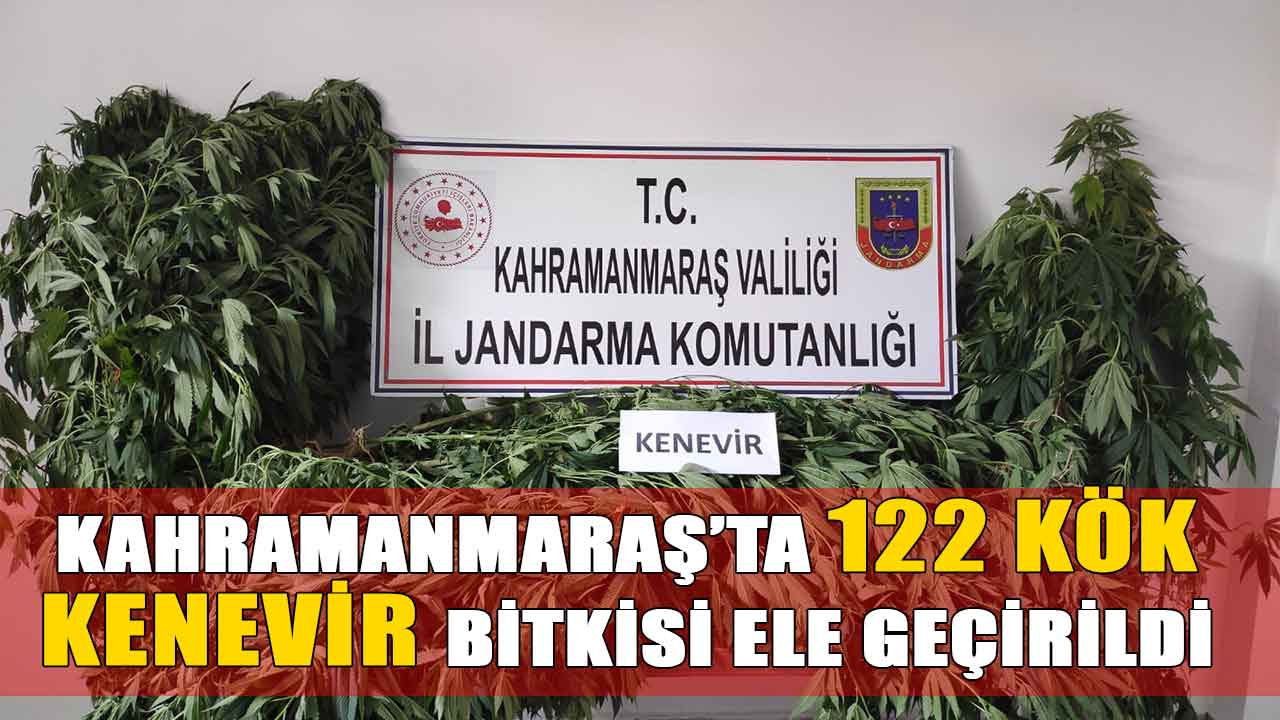 Kahramanmaraş jandarmasından uyuşturucu operasyonu! Kenevir bitkileri ele geçirildi