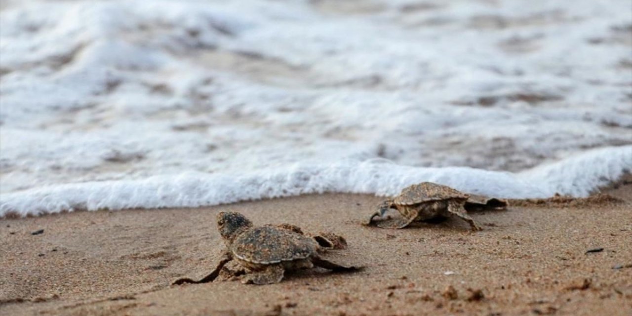 KKTC'de caretta caretta ve yeşil kaplumbağa yavruları denizle buluştu