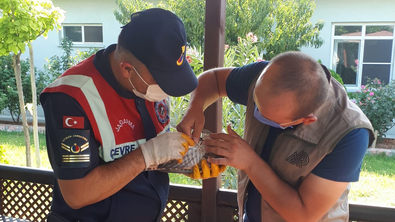 Kahramanmaraş'ta jandarmanın bulduğu yaralı atmaca koruma altına alındı