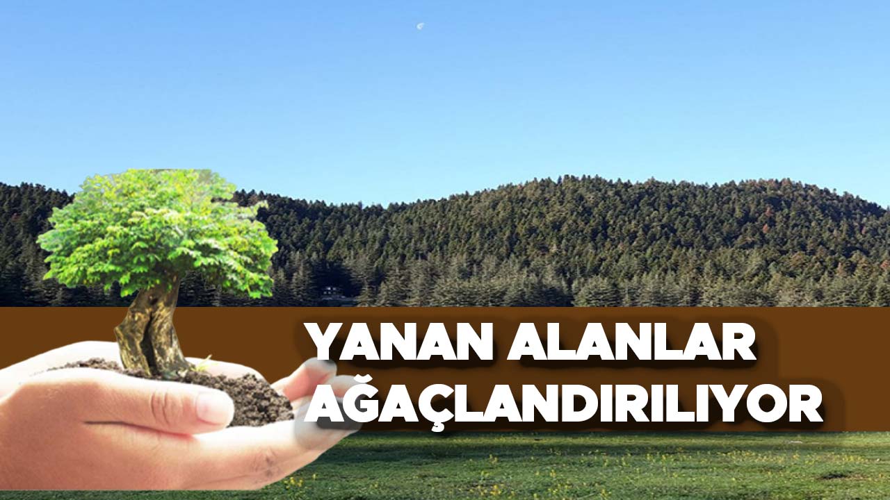 KAHRAMANMARAŞ'TA YANAN ALANLAR AĞAÇLANDIRILIYOR